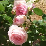 Rosa Luxury Mondello