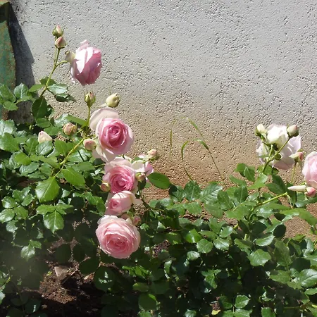Rosa Luxury Semesterbostad Mondello