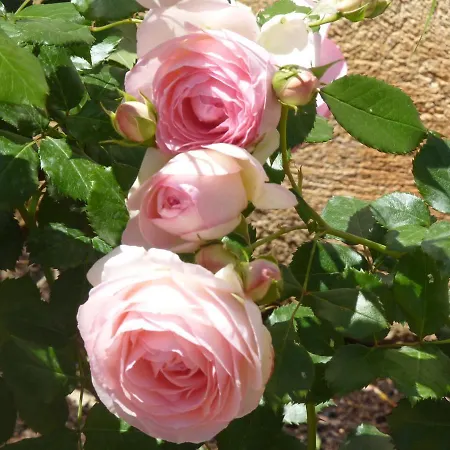 Rosa Luxury Mondello