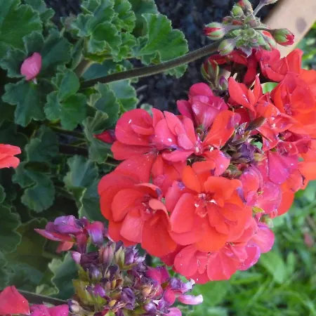 Rosa Luxury Semesterbostad Mondello