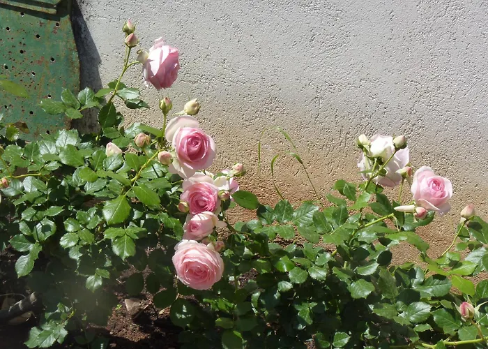 Rosa Luxury Tatil Evi Mondello