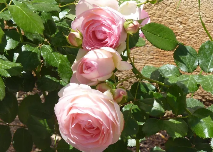 Rosa Luxury Mondello